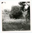 Jardin des maisons 47-51 rue Cazault, au fond à droite, mur du couvent des Capucins, photographie noir et blanc, 8.8 x 8.8, Maryvonne Thoréton (1971).