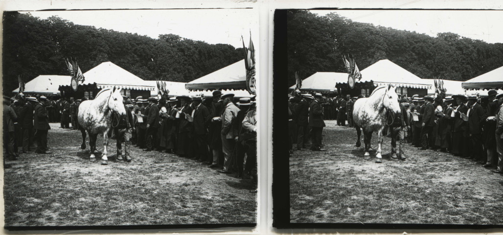 Alençon (Orne), concours régional des animaux reproducteurs de la race chevaline au champ de Foire [vers 1910], DR, AMA.