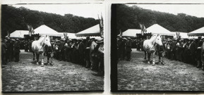 Alençon (Orne), concours régional des animaux reproducteurs de la race chevaline au champ de Foire [vers 1910], DR, AMA.
